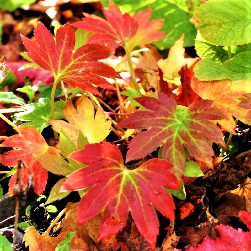 Кленолистный багряный ковер – очень красивый редкий многолетник ...