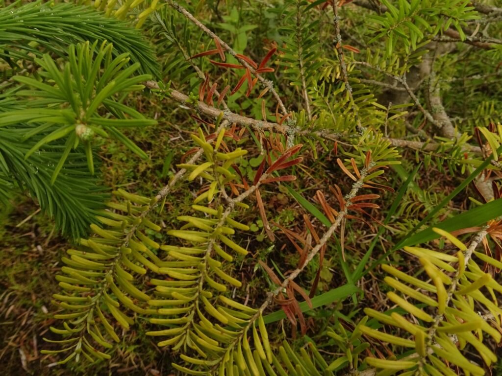 Пихта сибирская abies sibirica. Пихта сибирская abies sibirica микростробилы. Пихта бальзамическая (abies balsamea). Пихта сибирская пожелтела. Пихта абиес кореана.