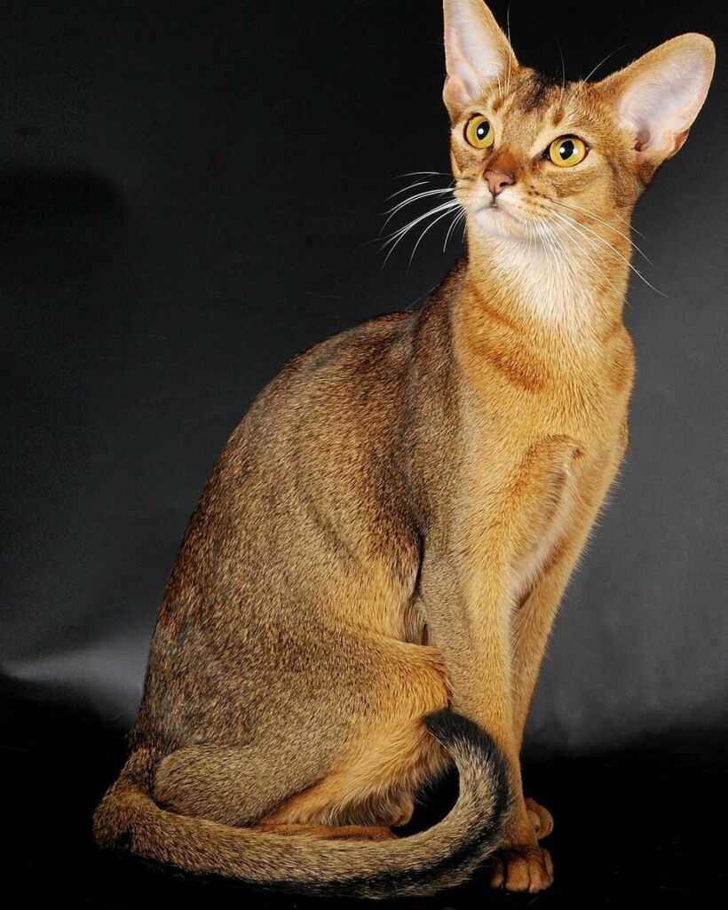 аббисианец 