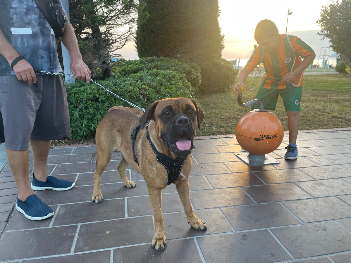 Местный житель гуляет с боксёром, любимцем местных детей.