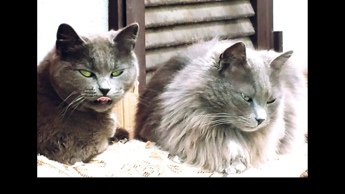 Наши кошки. Мама Мышка и дочка Симка. Листайте галерею.