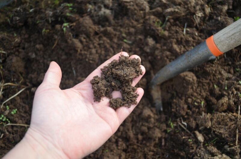 Как улучшить глинистую почву, сделав ее более легкой?