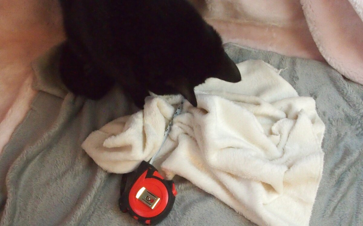 Сэмику интересно