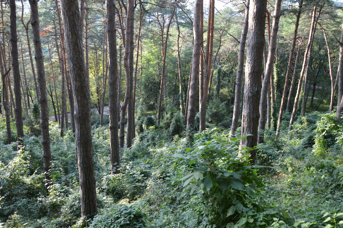 Смотрите как поросль всё повязала, не пройдешь. Бюрократия и чиновники тоже все в решениях вяжут по своему.