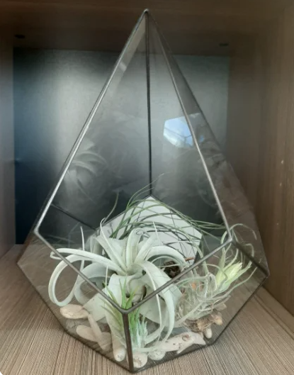 Вот такие красавцы некоторое время назад жили у меня дома