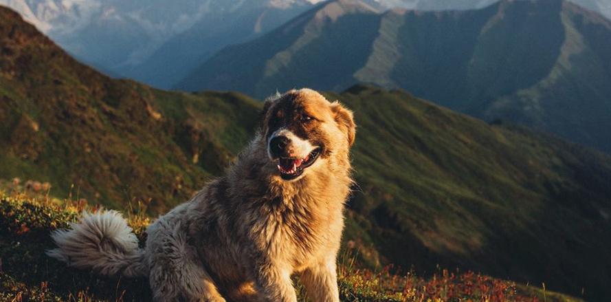 Настоящий друг