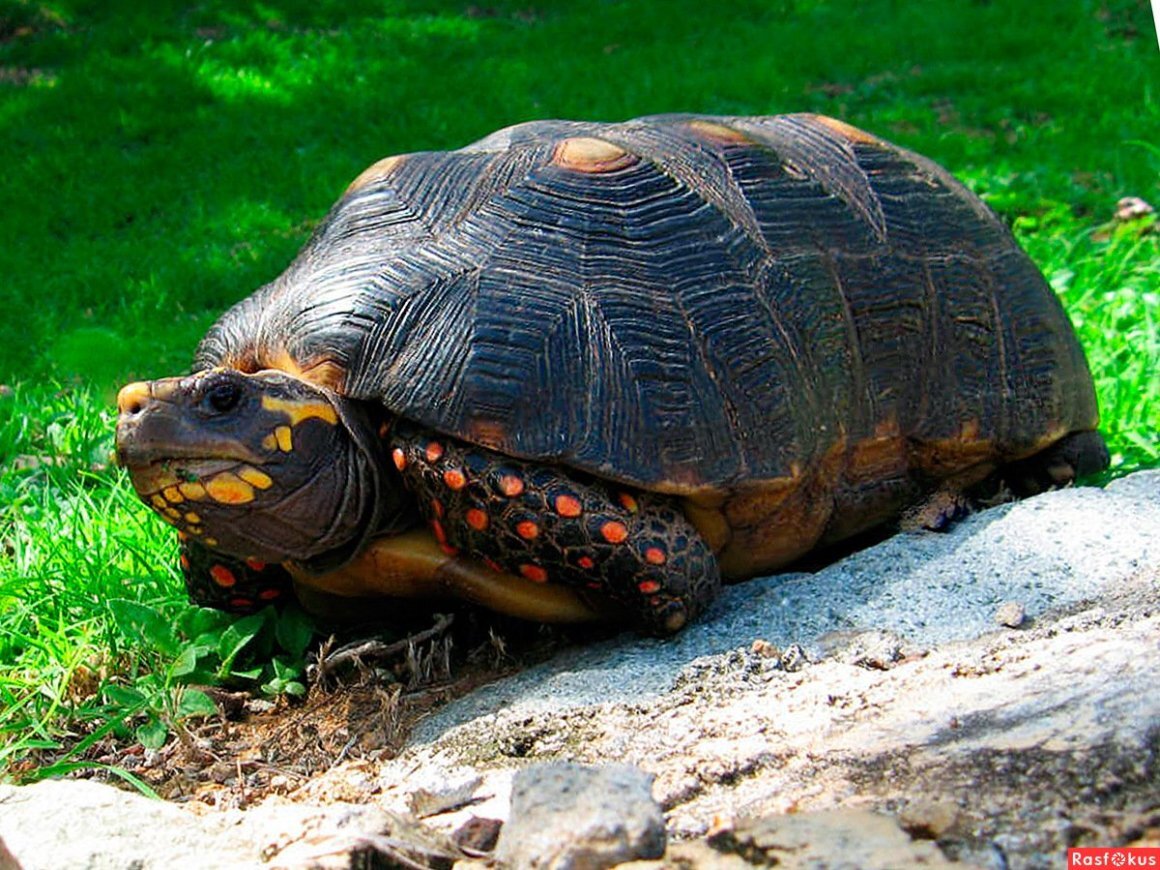 Красноногая угольная черепаха