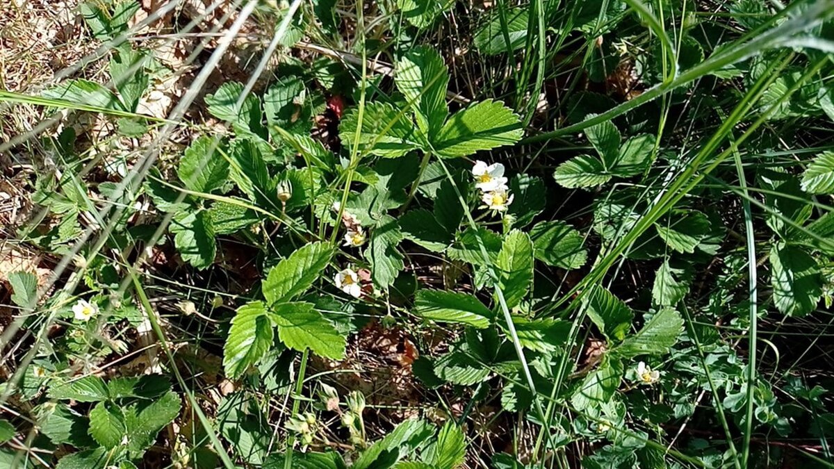 Цветы клубники