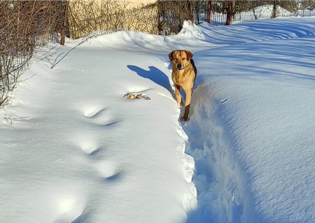 Сегодня на обед пришла одна из трёх собак.