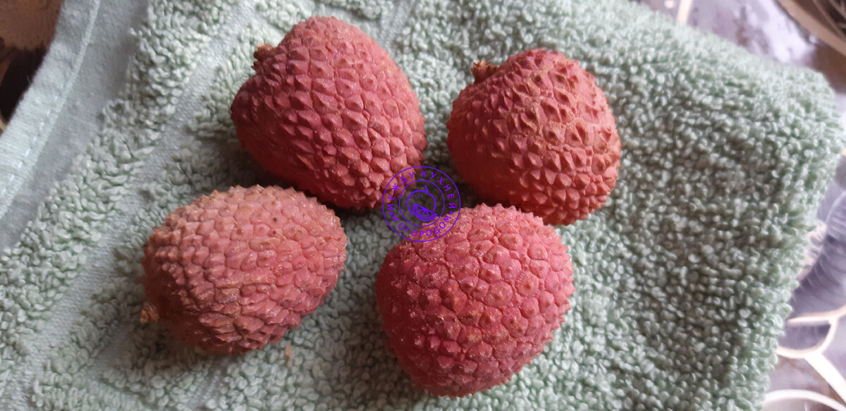 Чешуйчатые такие плодики...