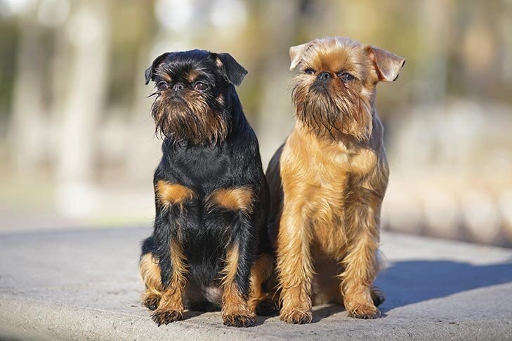 Бельгийский гриффон (слева) и брюссельский гриффон (справа) (Фото: https://www.akc.org/dog-breeds/brussels-griffon/)