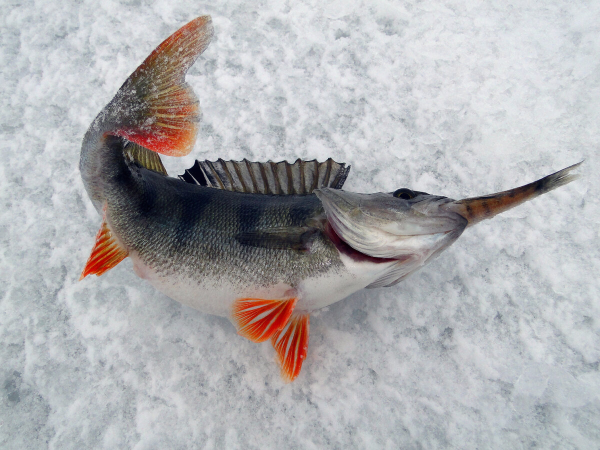 И ведь все равно мало, баланс то тоже попытался съесть!!!