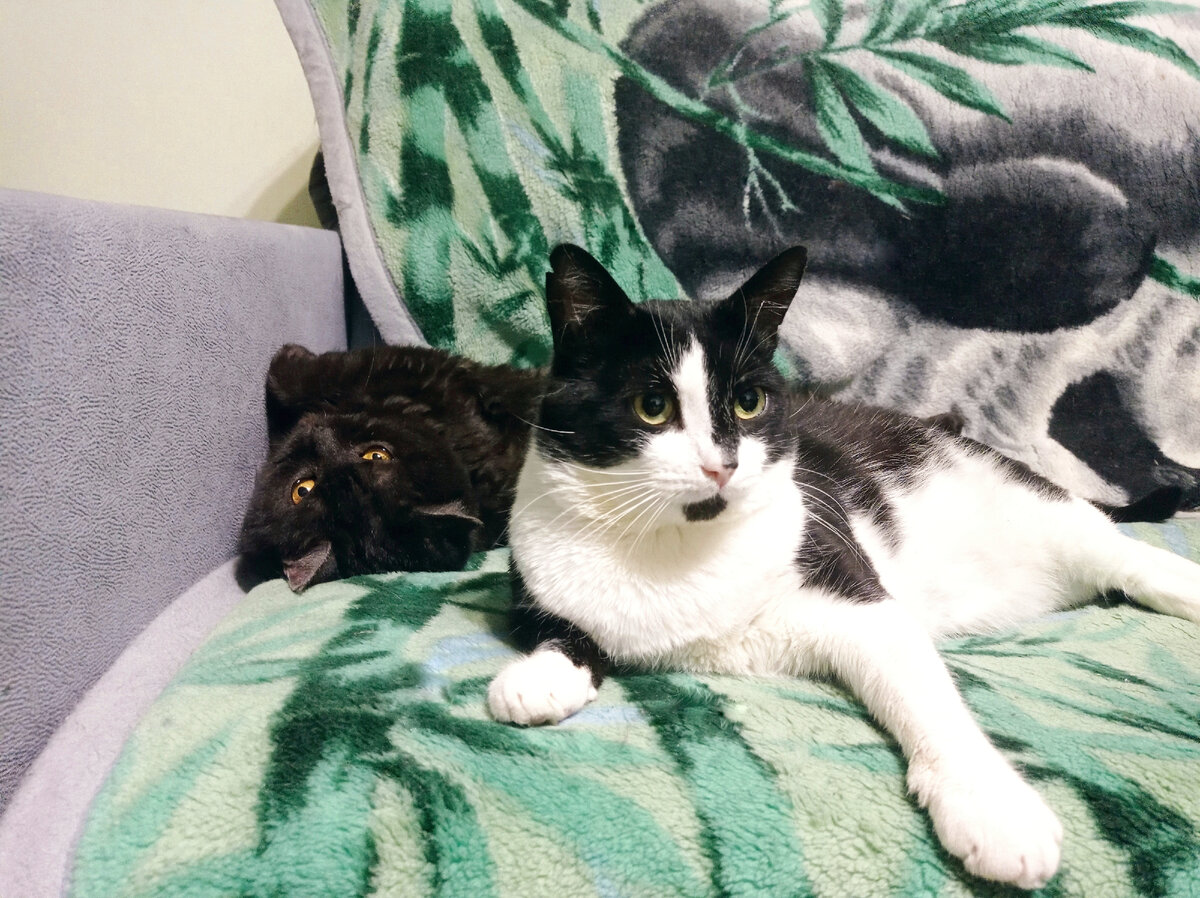 Кошкинья и Геральт, работают на лоток😂