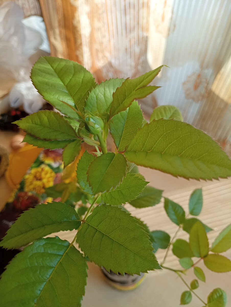 Высодила в середине февраля в середине марта появился бутон