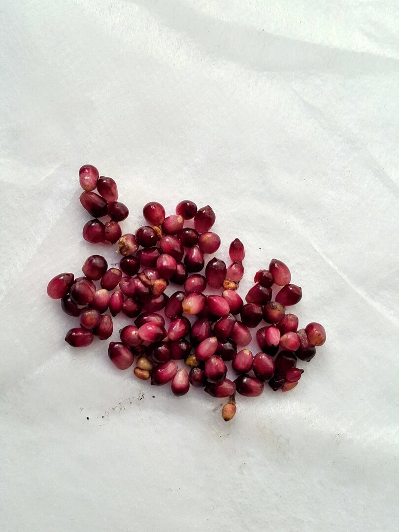 Созревшие плоды- ягоды антуриума, готовые к посеву