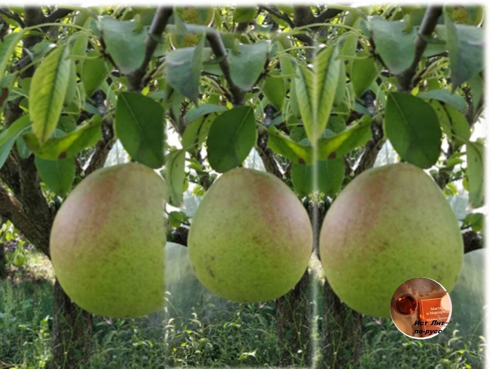 Ждете лето? Фото и коллажи автора. Приветствую вас, подписчики!