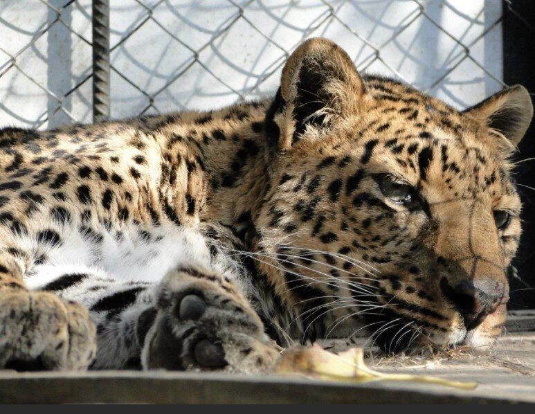 Зоопарк в Севастополе