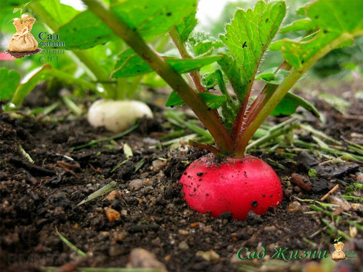 Агротехника выращивания редиса