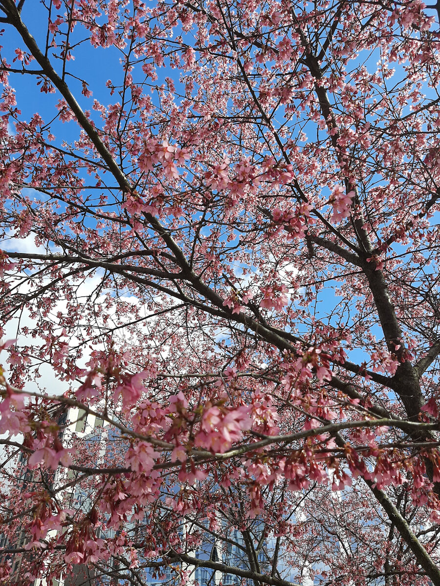 Музей мирового океана, Калининград. Сакура цветёт.