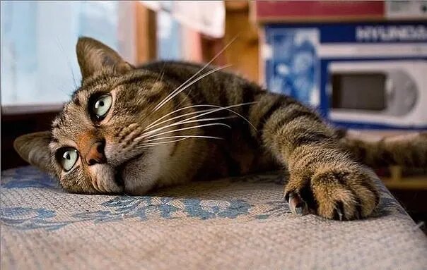 Никита: "О, дайте, дайте мне свободу!"