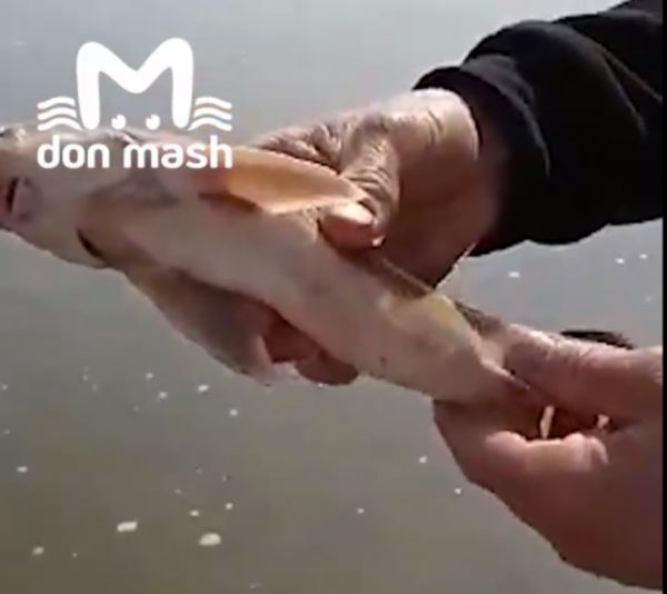 Источник фото: Don Mash 