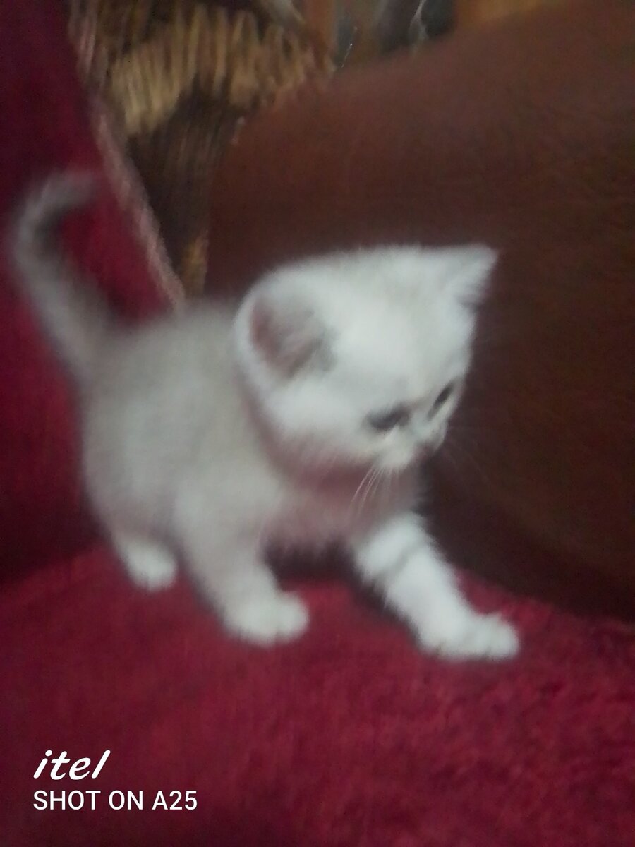 Котик Мидори