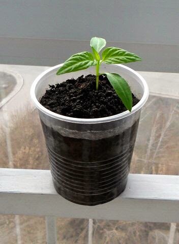 10.04. Жгучий перец