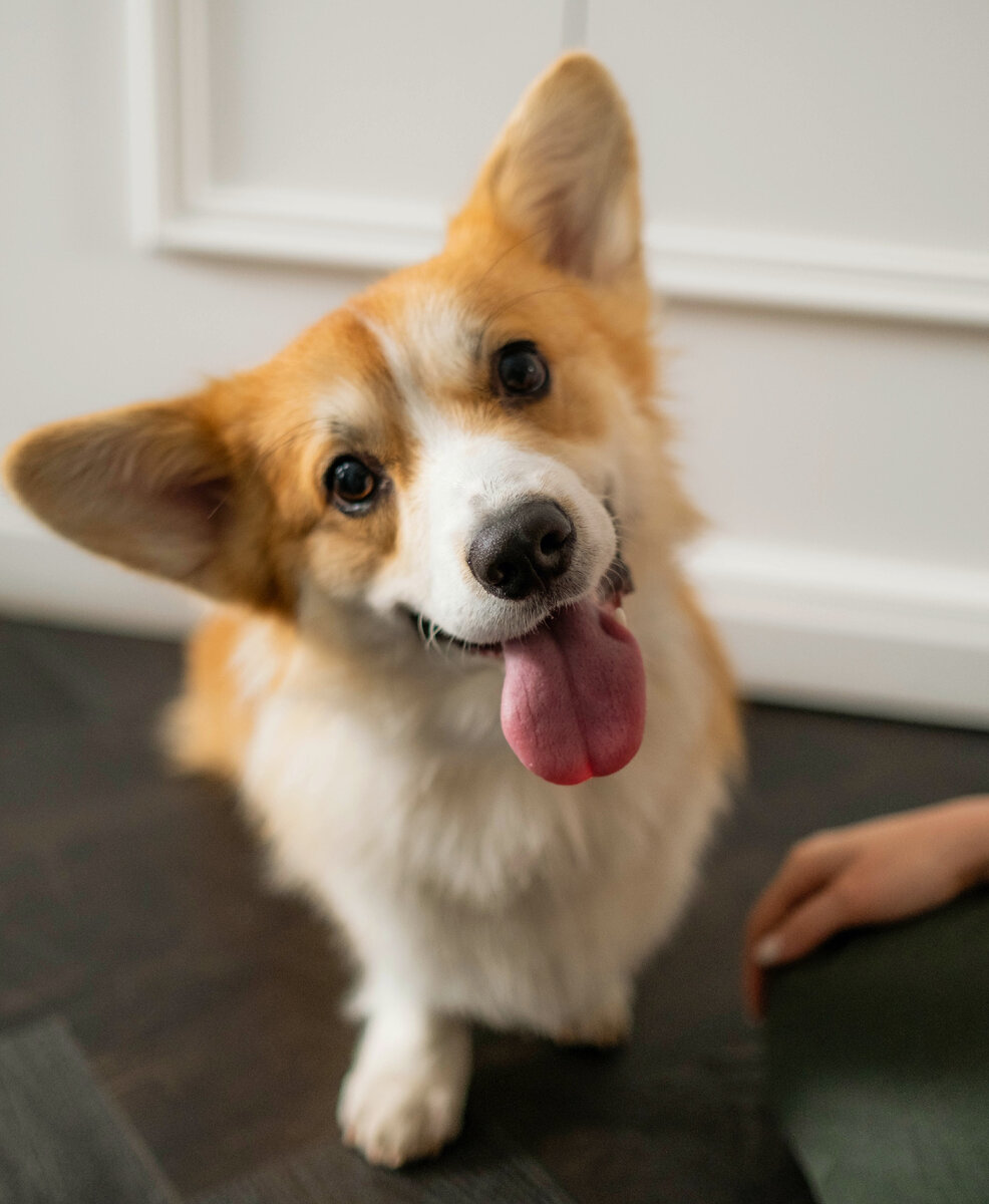 Корги. Фото из стока https://www.pexels.com/ru-ru/