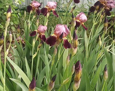 Ирисы? У меня огромная куча этих цветов, больше метра наверно... 