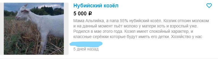 Сегодня расскажу, как я выбирала и покупала козу. После несчастья с моей Буськой, я конечно очень сильно горевала, но жизнь продолжается и надо идти дальше.-2-2