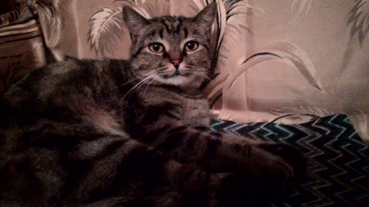 Фото автора. Соня дома, фоток с улицы нет