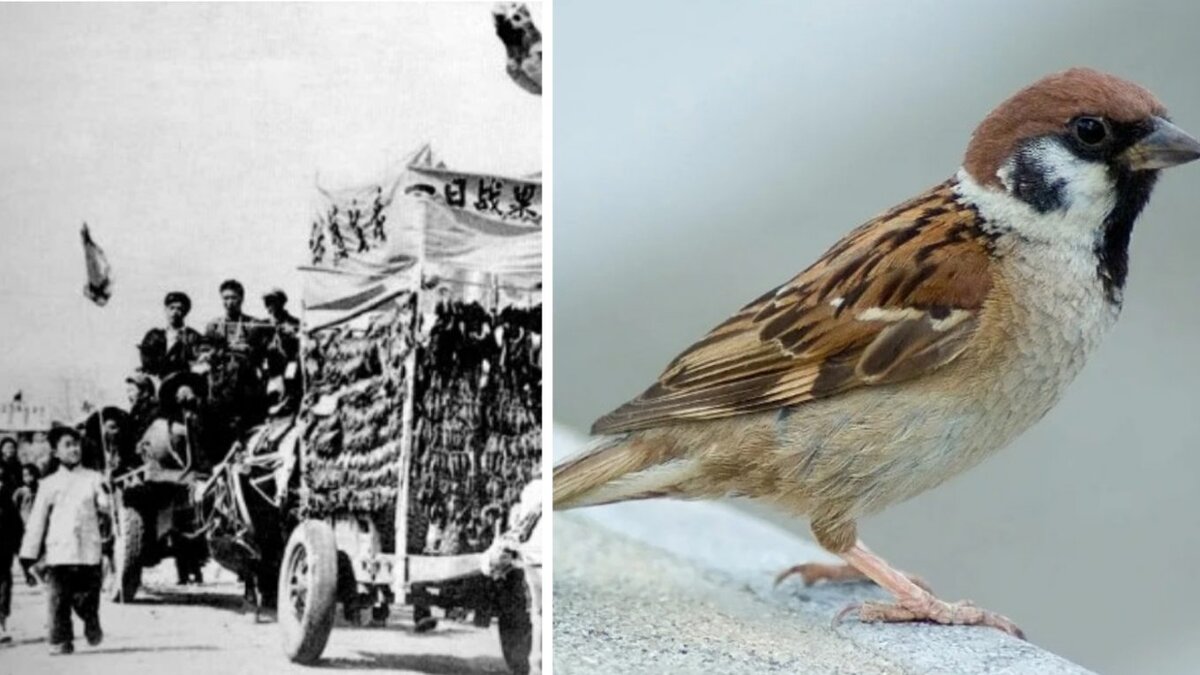 Яндекс картинки.