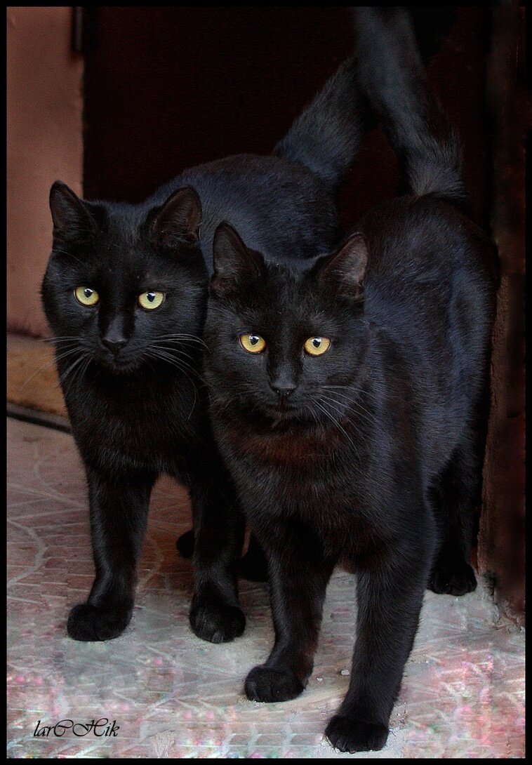 Черная кошка россия. Два чёрных кота. Две черные кошки. Два котика черные. Черная кошка.