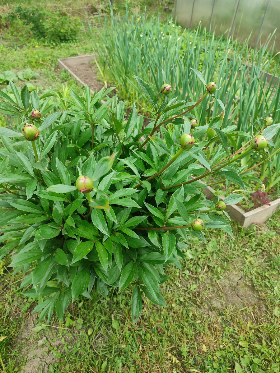 Древовидный пион уже отцвел, а обычный только собирается с силами