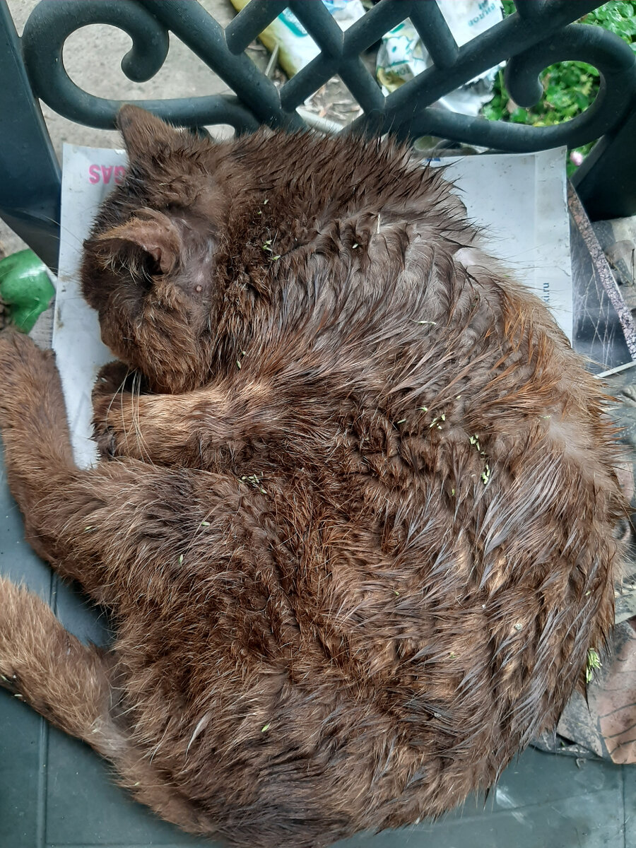 Мокрый Шарапов. Гулял по дождю и мокрой траве