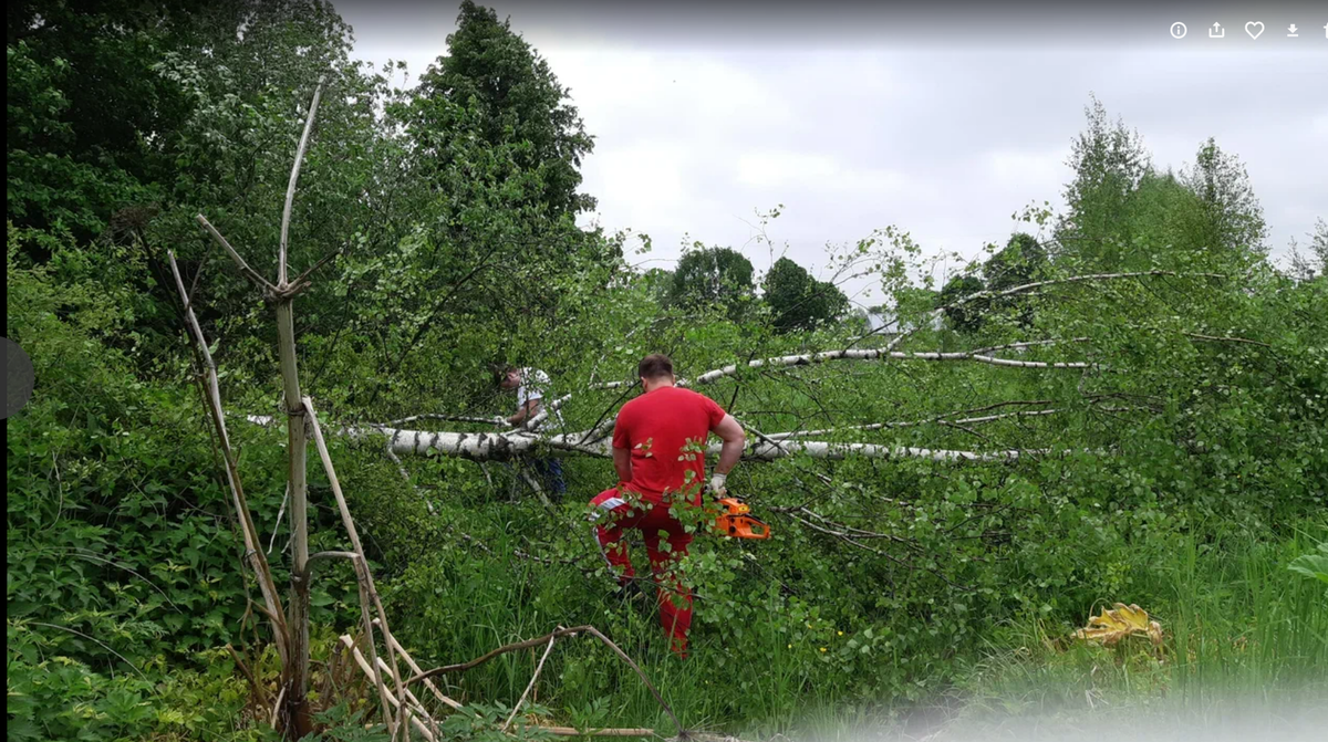 Сын, брат, бензопила)