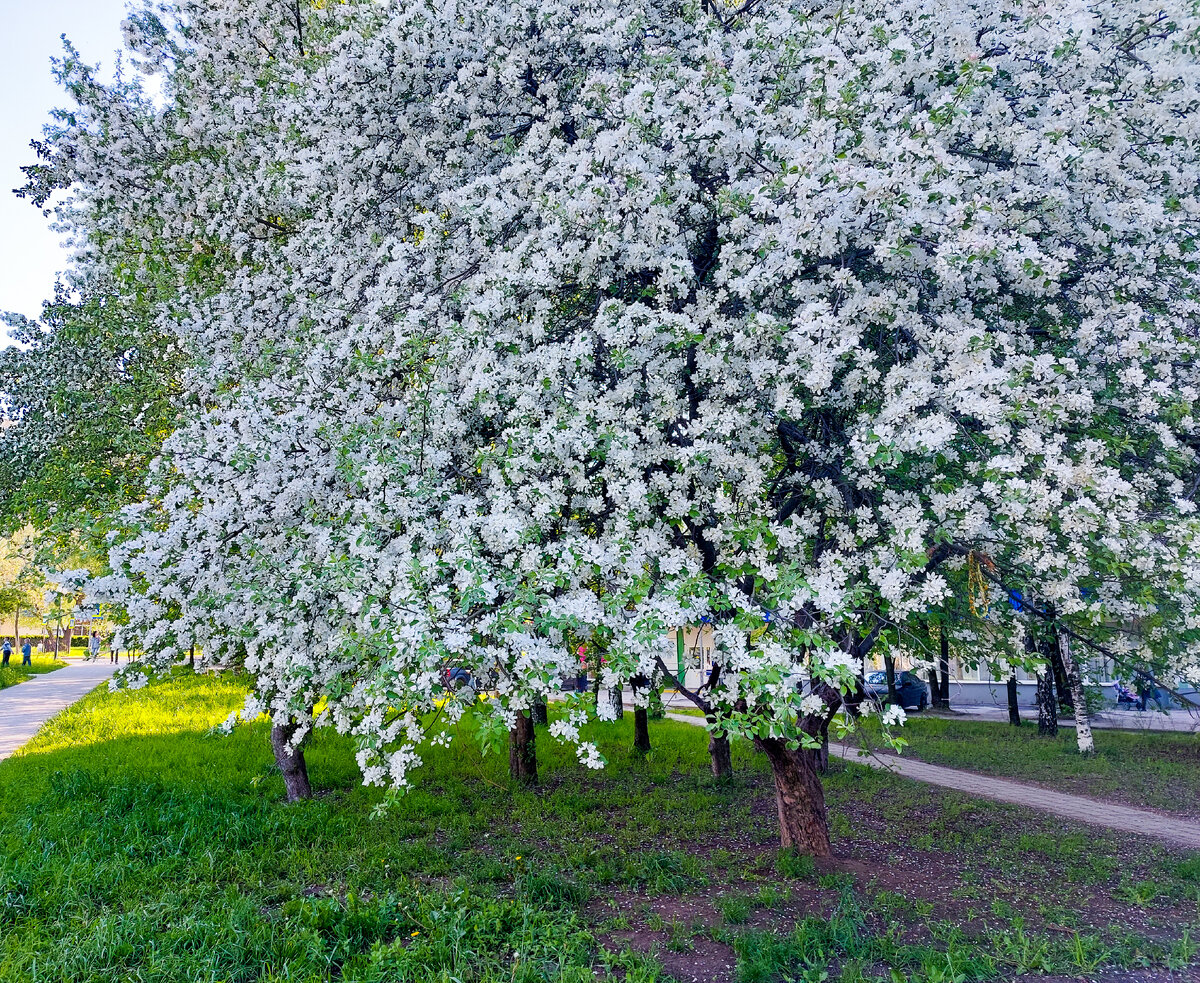 Фото автора. Яблоня в цвету, парк.