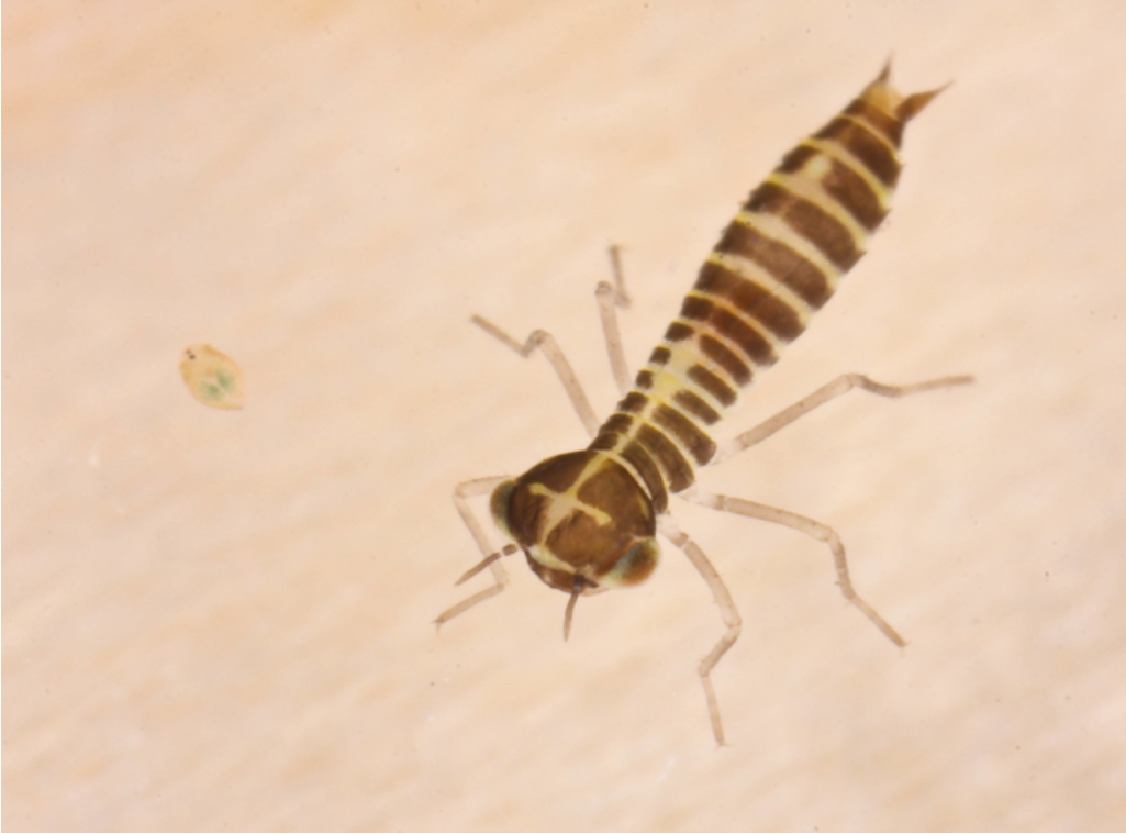 Я родился! А это кто рядом? (Это пресноводный рачок)