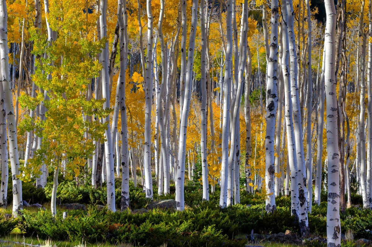 Дерево осина осиновая роща. Ржевский лесопарк осенью. Дубово грабовые леса. Осиновая роща лес. Березовая роща осенью.