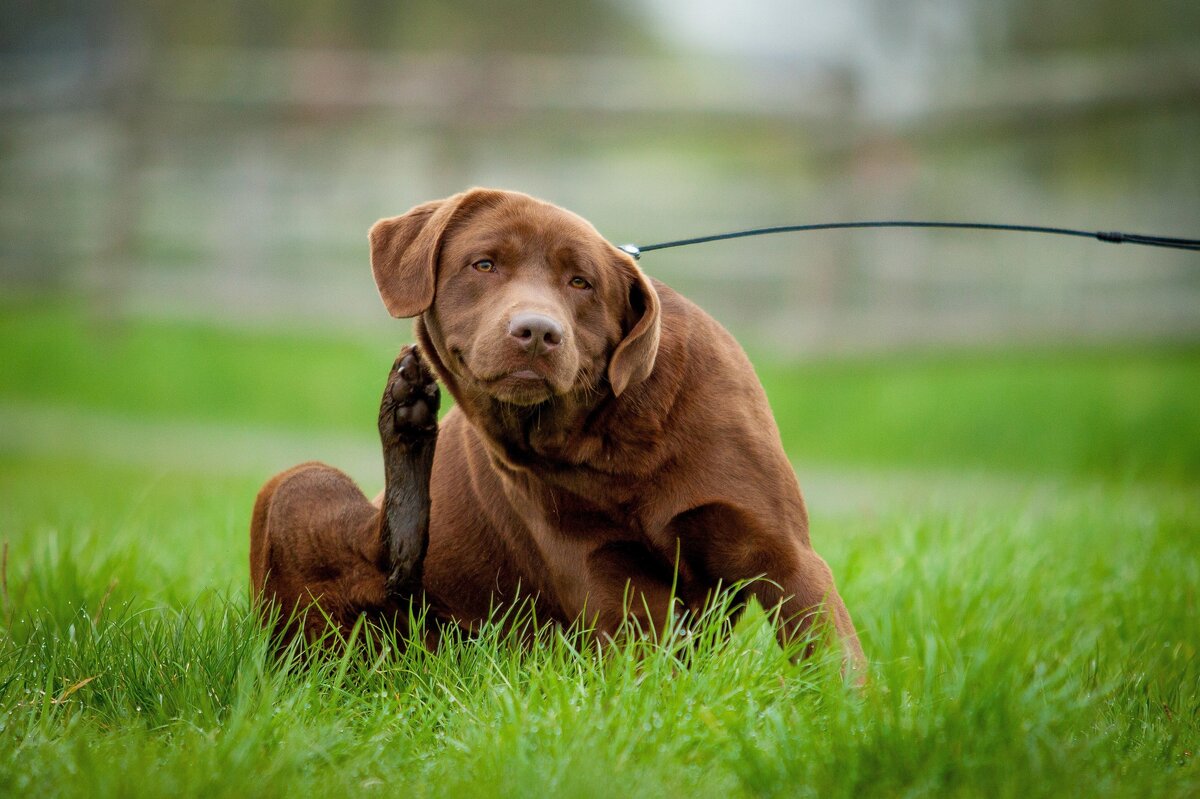    Кинологи рассказали, почему собака чешется и когда нужна помощь ветеринара