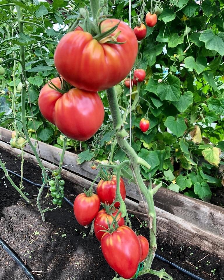 Сорт "Пудовик"