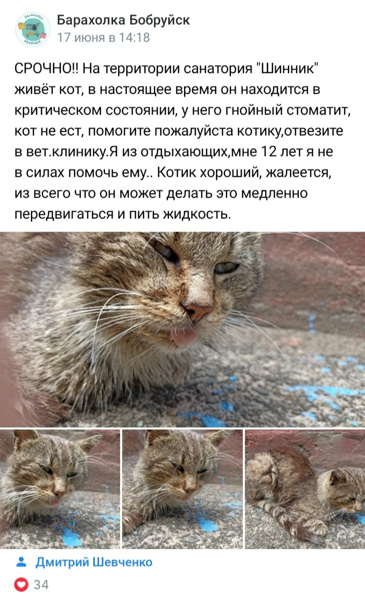 Скриншот поста о помощи Тосику.