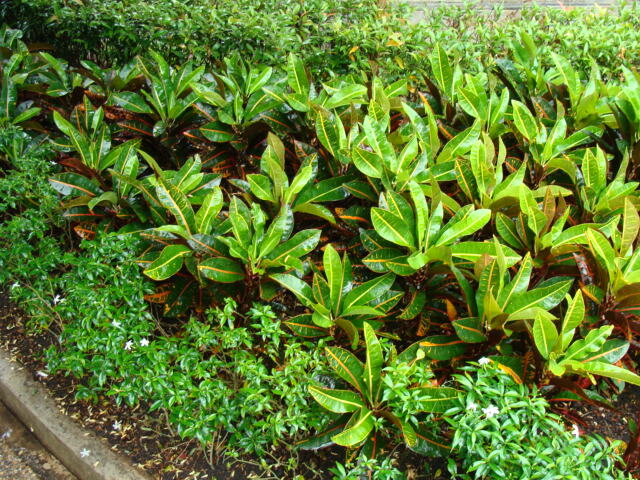 У нас это комнатные растения, а в Тае просто растут на улице