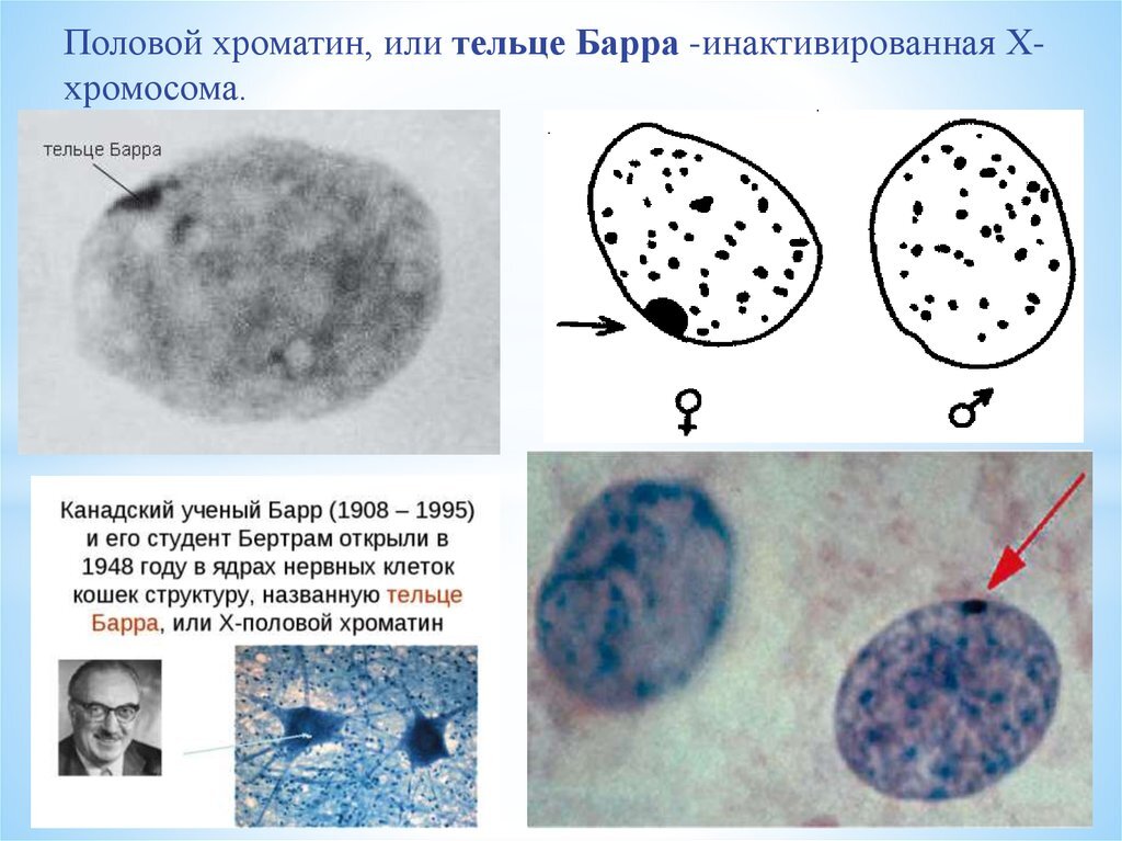 Биологическая экспертиза или что можно узнать по капле крови