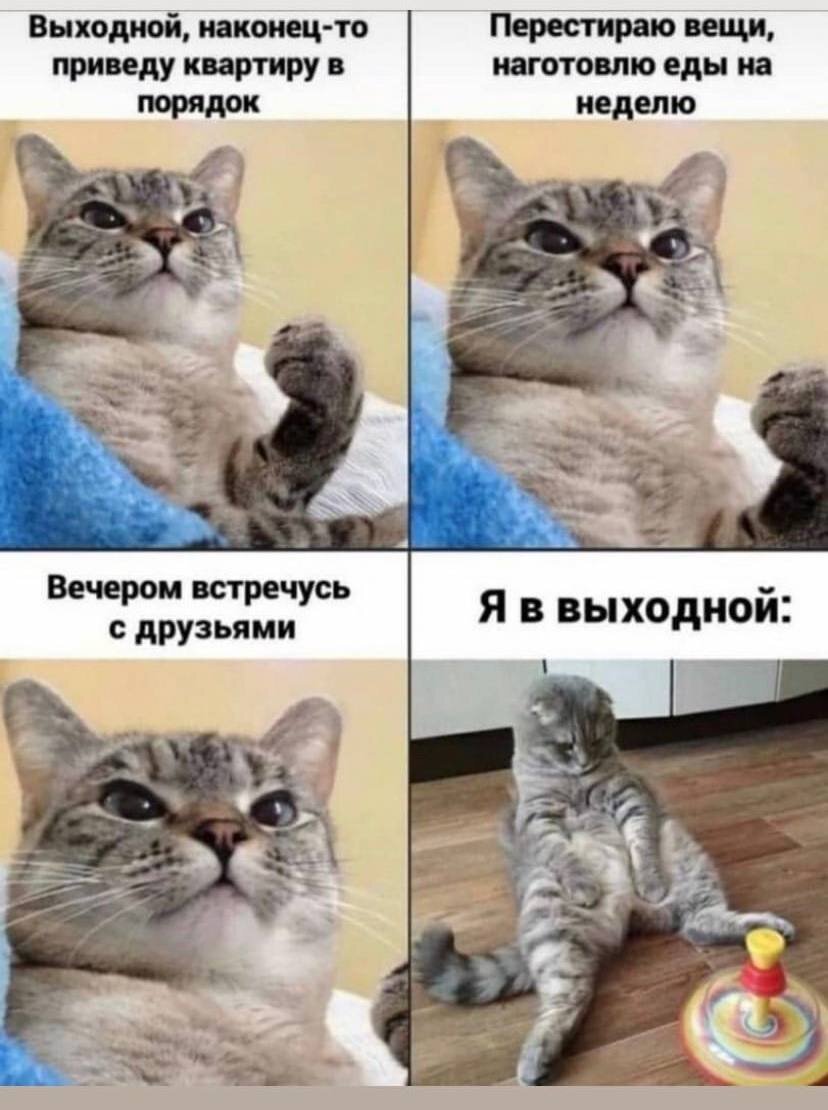 картинки выходные котик