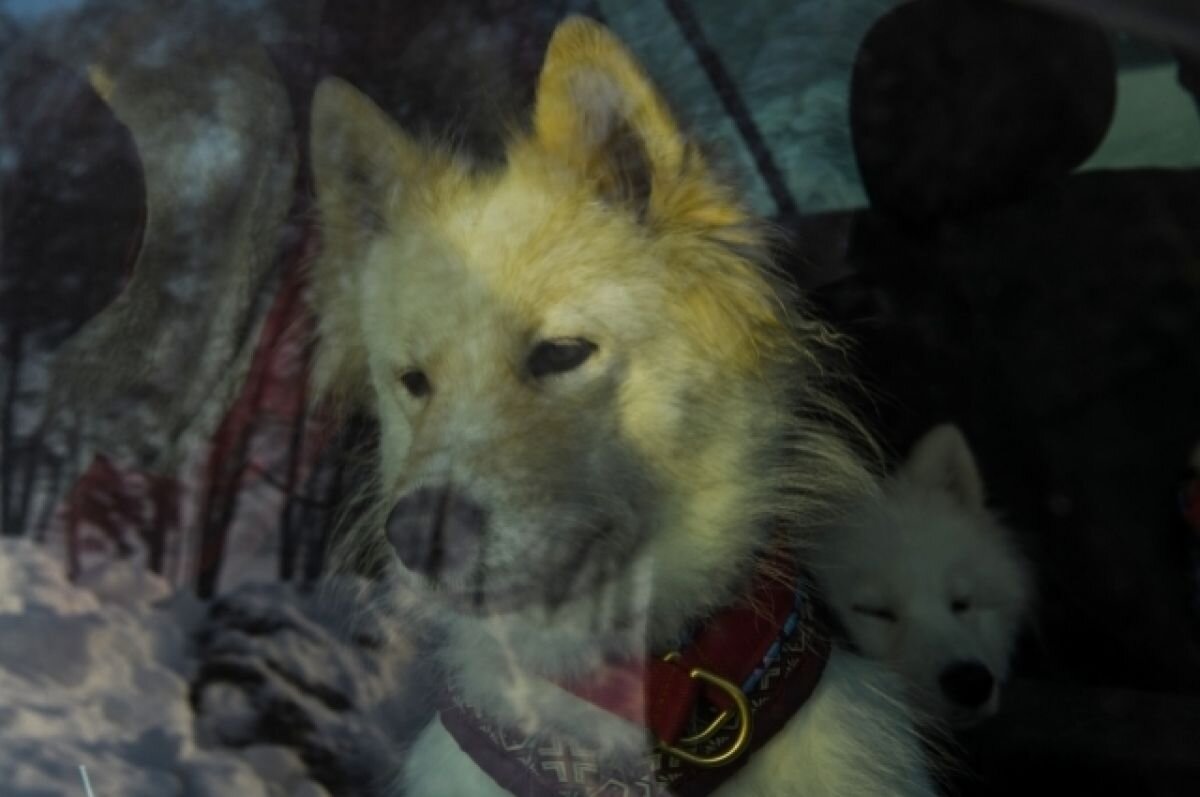    На Камчатке спасли лайку, застрявшую на выступе скалы на высоте 10 метров