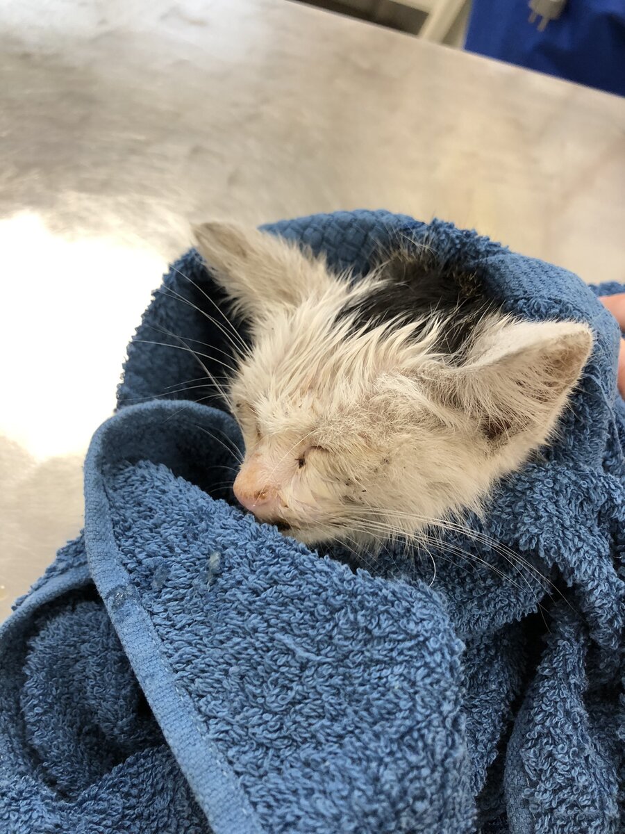 Смотрю на это фото и даже не верится, что в этом малыше прячется наш котик. Из глаз и носа у него текло…