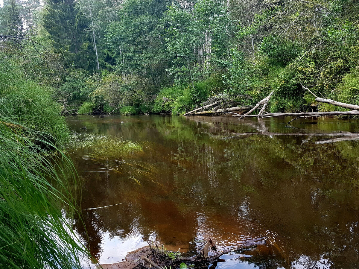 Река с хариусом.
