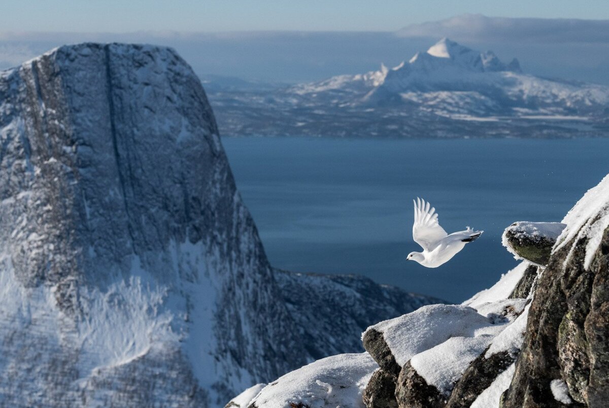 © Erlend Haarberg (Норвегия) «Полёт каменной куропатки».
Bird Photographer of the Year 2022