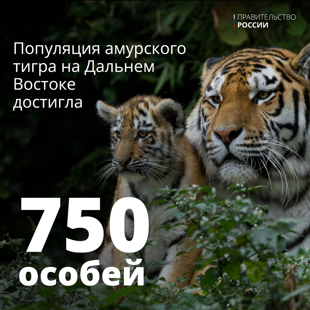 🐯Амурский тигр — один из самых малочисленных подвидов тигра, занесенный в  Красную книгу | Правительство России | Дзен